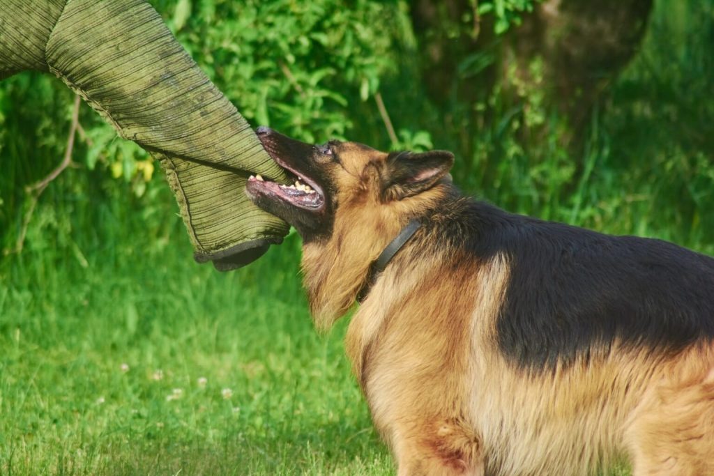 Ocala Dog Bite Lawyer